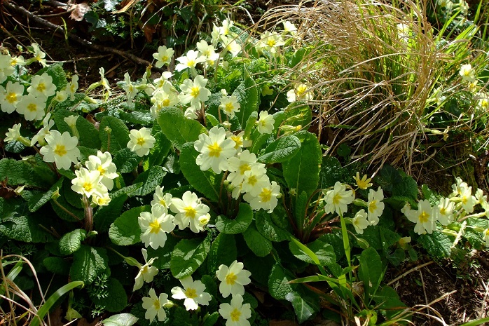 Humble primrose